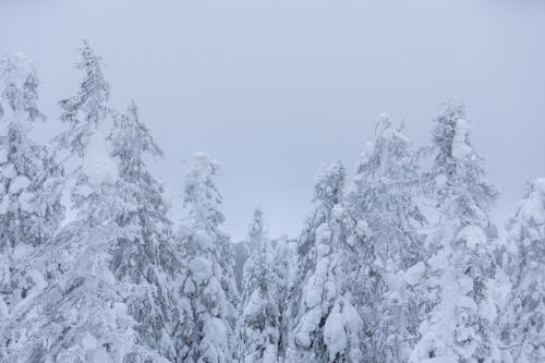 Trees Covered with Snow