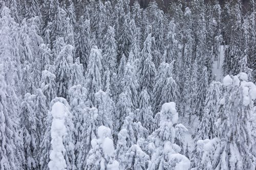 Photo of Trees Covered with Snow