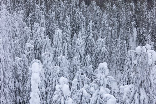 Ilmainen kuvapankkikuva tunnisteilla droonikuva, ilmakuvaus, kylmä sää