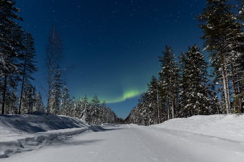 Photos gratuites de arbres, aurore boréale, ciel clair