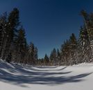 Snow Covered Pine Trees Under Blue Sky