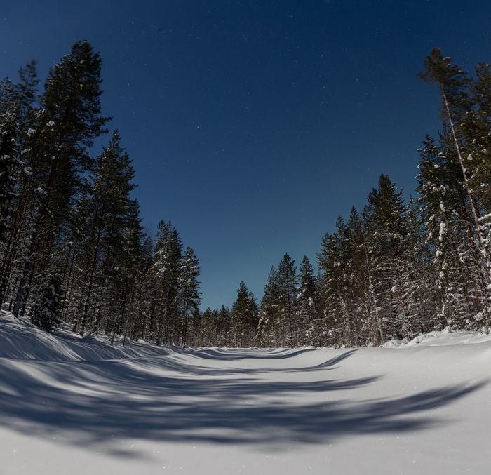 Moonlit snow clearing in a pine forest — photo by Jamo Images on Pexels