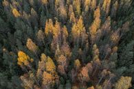 Yellow and Green Trees