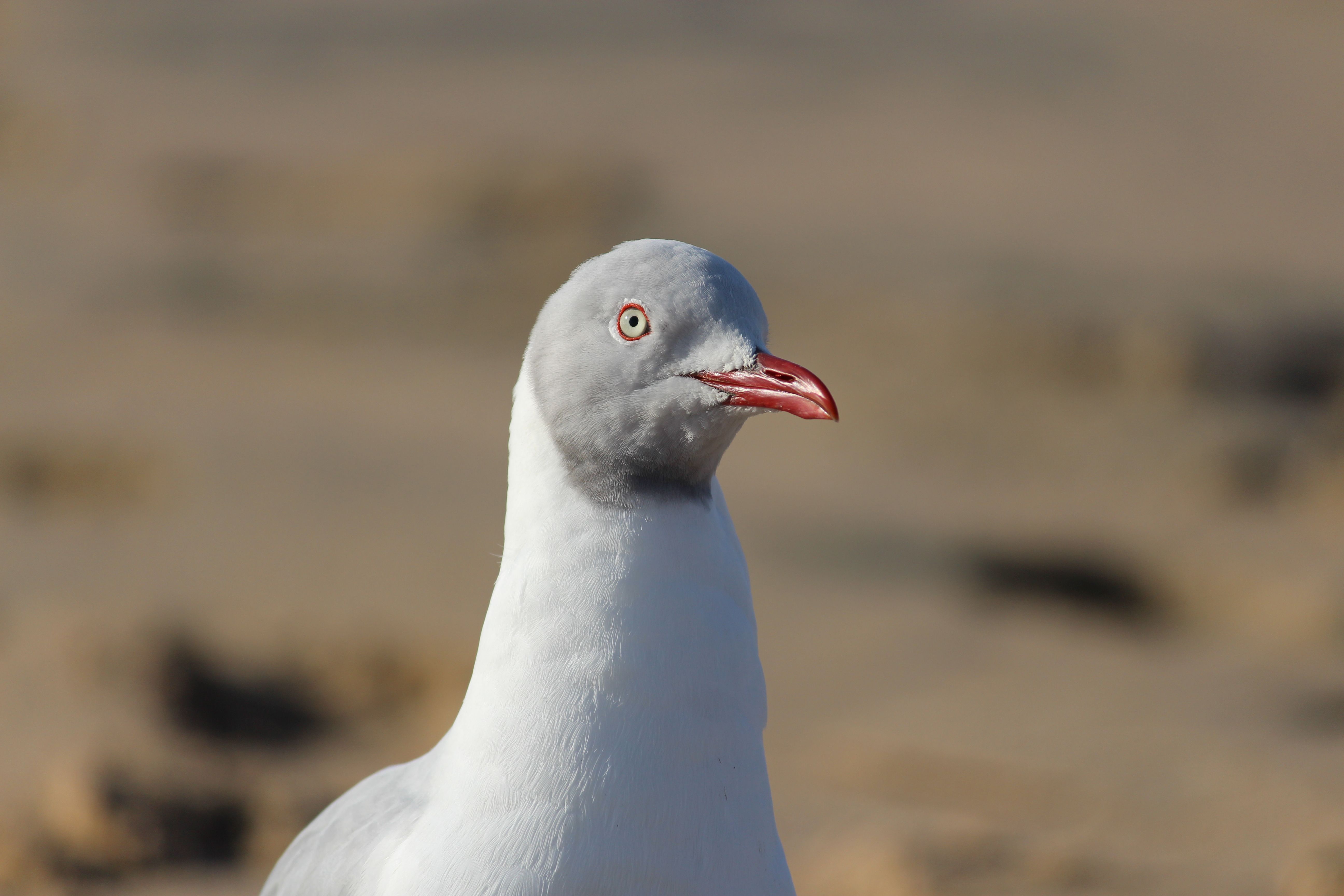A detailed close-up of a Grey-headed Gull showcasing its vibrant beak and natural environment.
