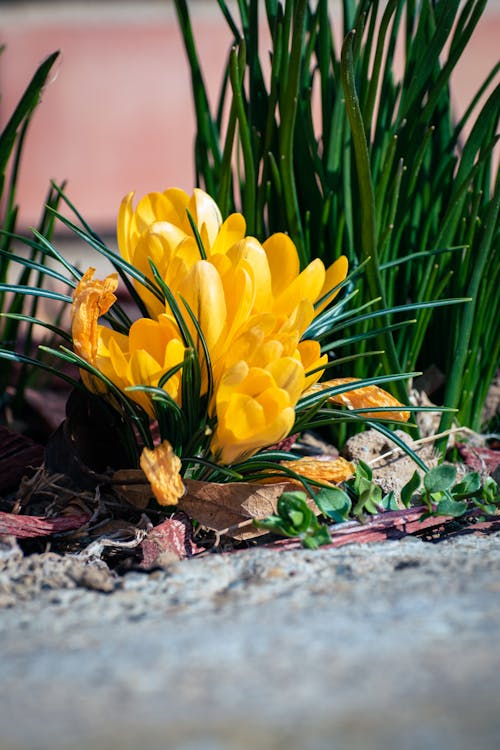 Imagine de stoc gratuită din a închide, crocus flavus, flori galbene