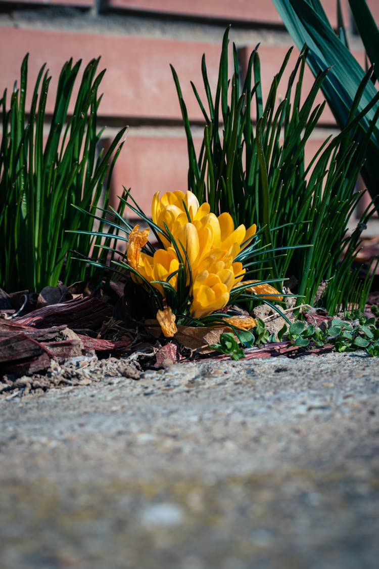 Crocus Flavus Flowers And Green Leaves On The Ground