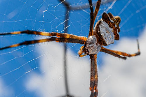 Free Brown and White Spider on Web Stock Photo