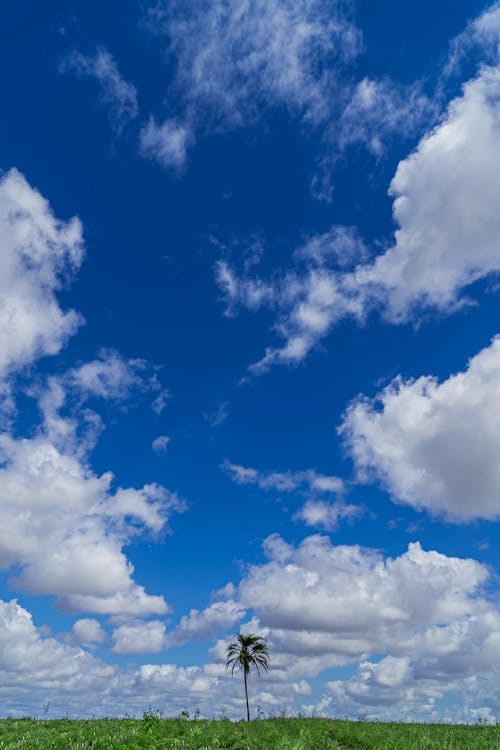 Imagine de stoc gratuită din câmp, cer albastru, cumulus
