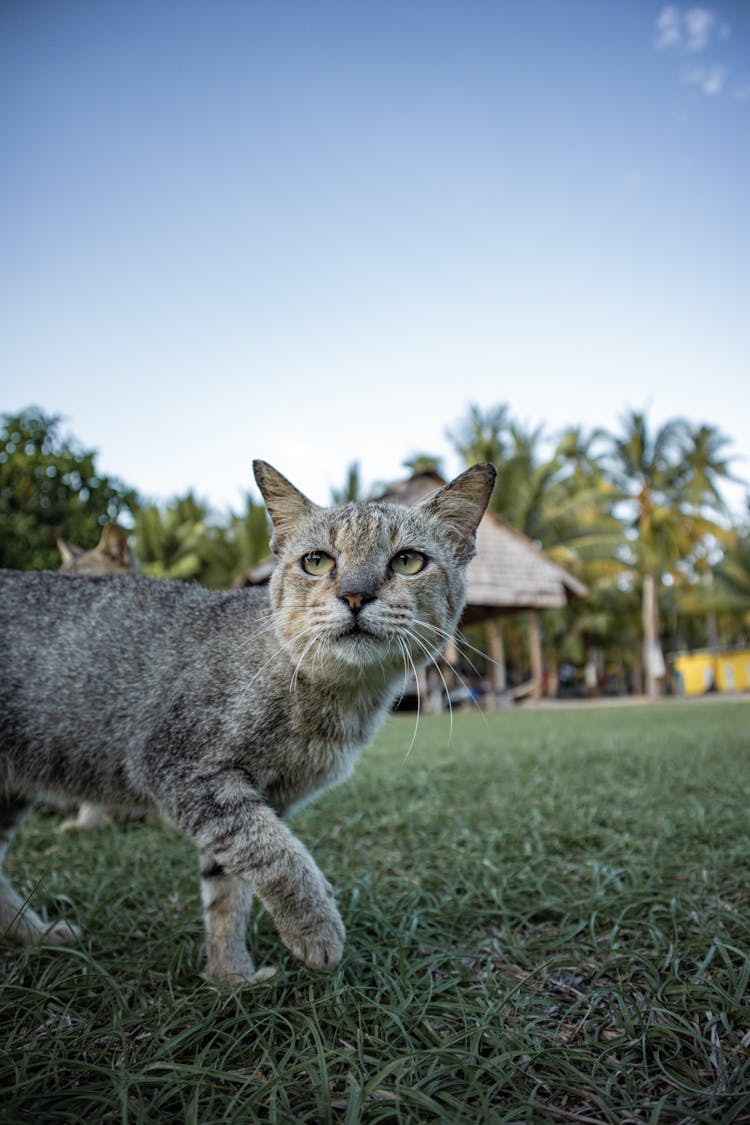 Tabby Cat Walking On Grass