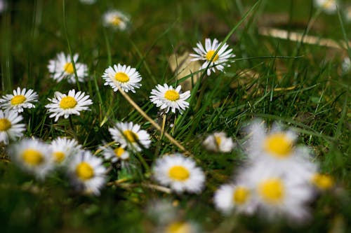 Foto stok gratis berbunga, bunga aster umum, flora