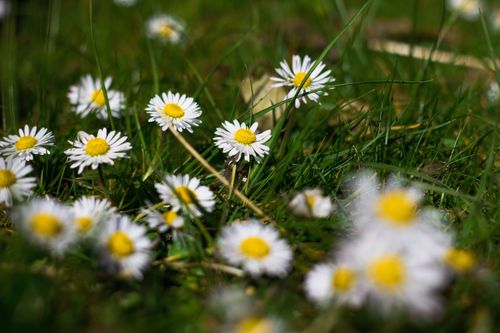 Free A vibrant close-up of white daisies blooming in a lush green meadow on a sunny day. Stock Photo