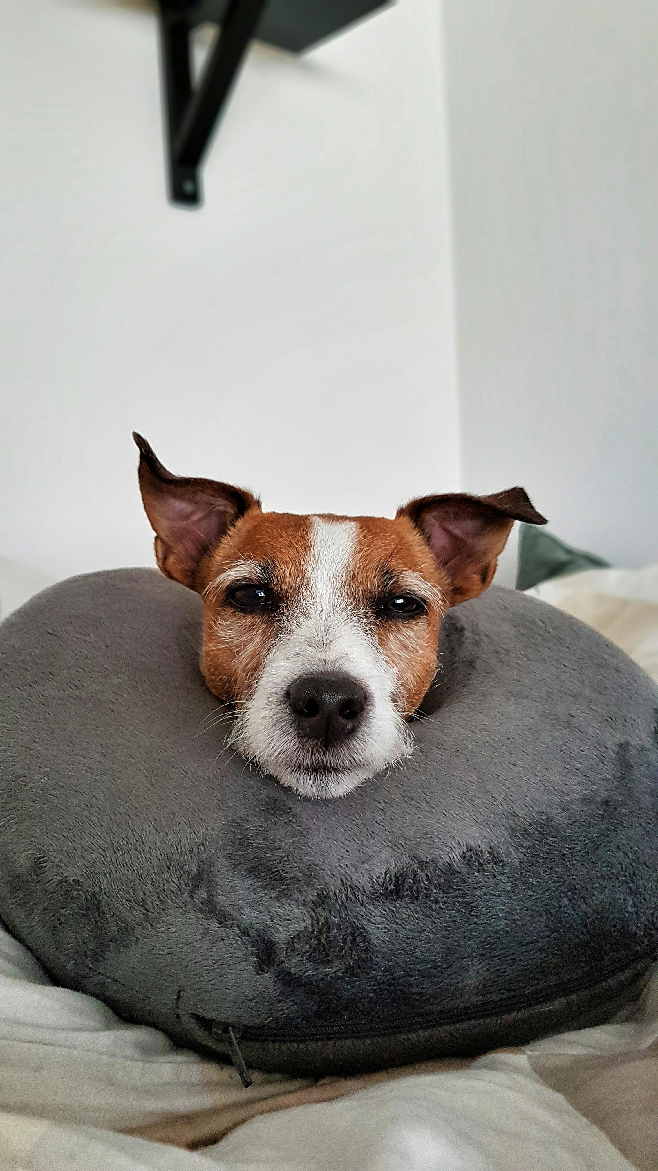 かわいい動物 ジャックラッセル 可愛いの無料の写真素材