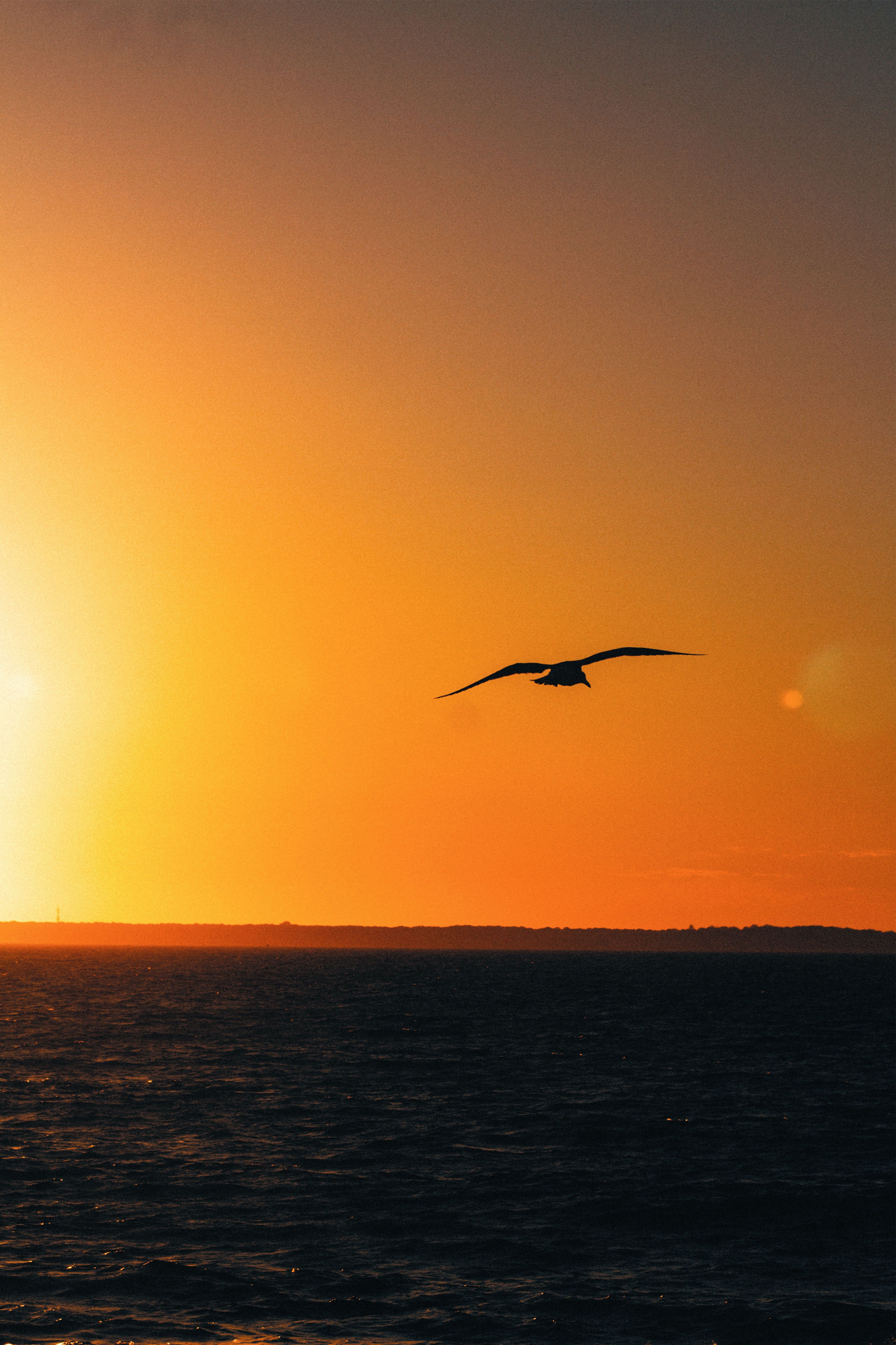 Silhouette of a Bird Flying over the Ocean during Sunset · Free Stock Photo