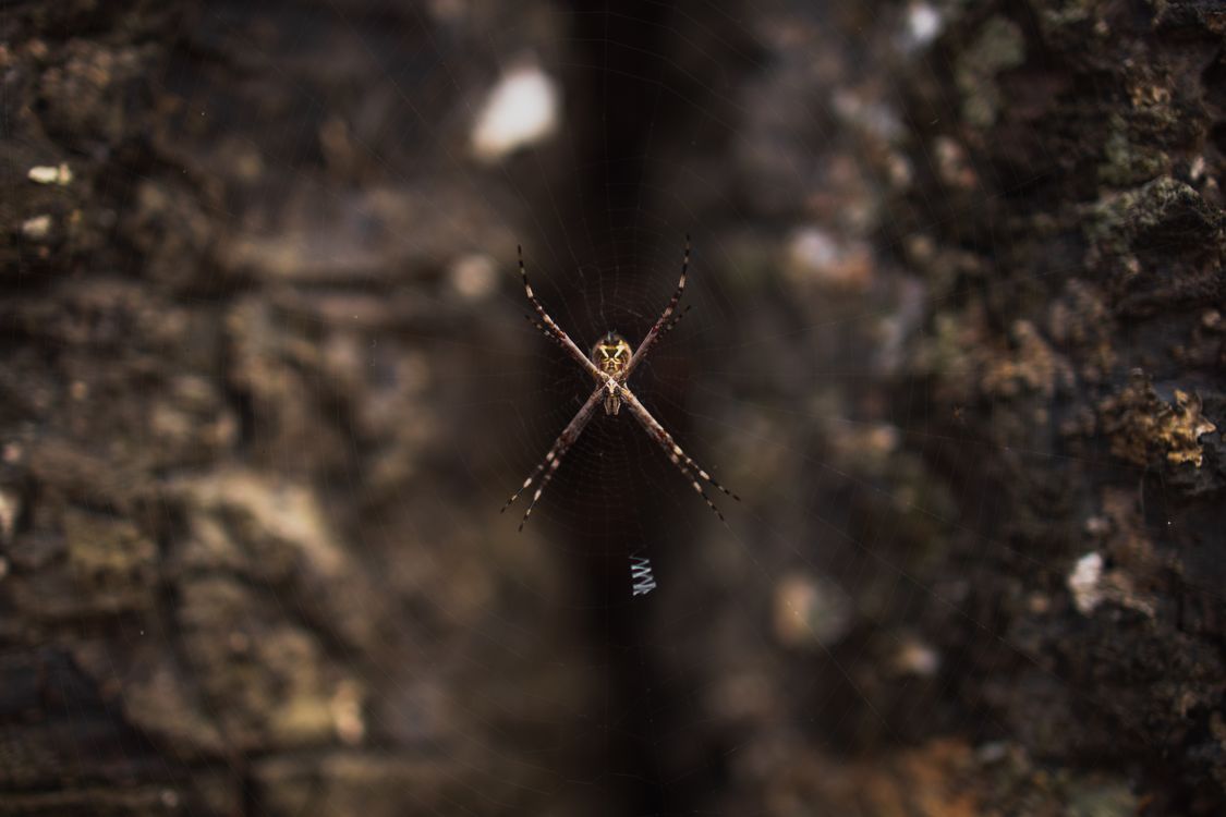 Shallow Focus of Argiope Keyserlingi · Free Stock Photo