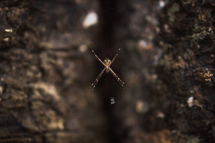 Shallow Focus Of Argiope Keyserlingi
