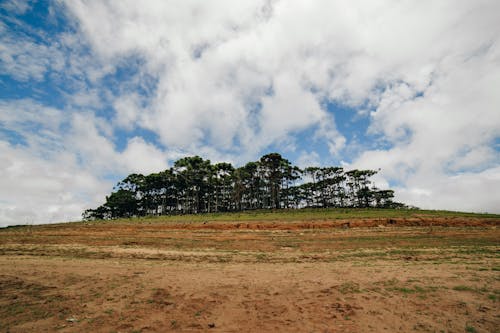 Fotos de stock gratuitas de árboles altos, campo marrón, cielo nublado