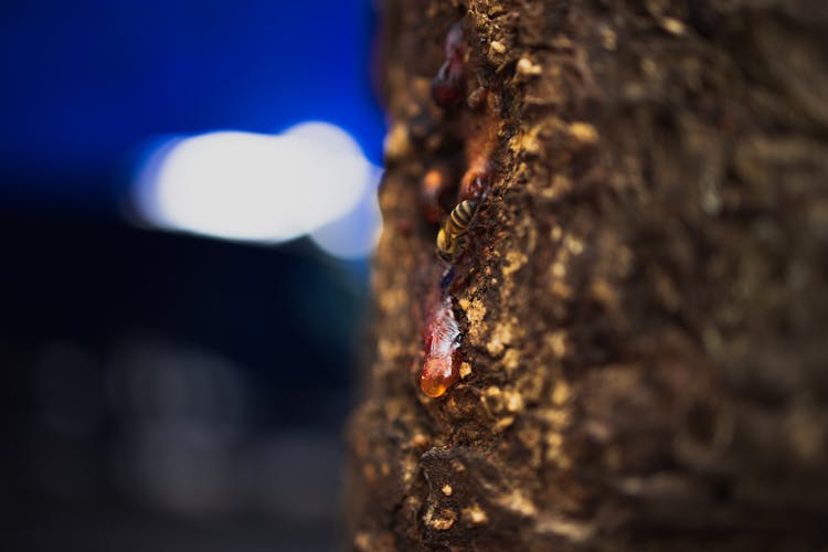 Sap On Tree Trunk