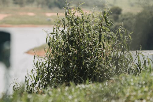 Shrub in Summer