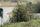 bush