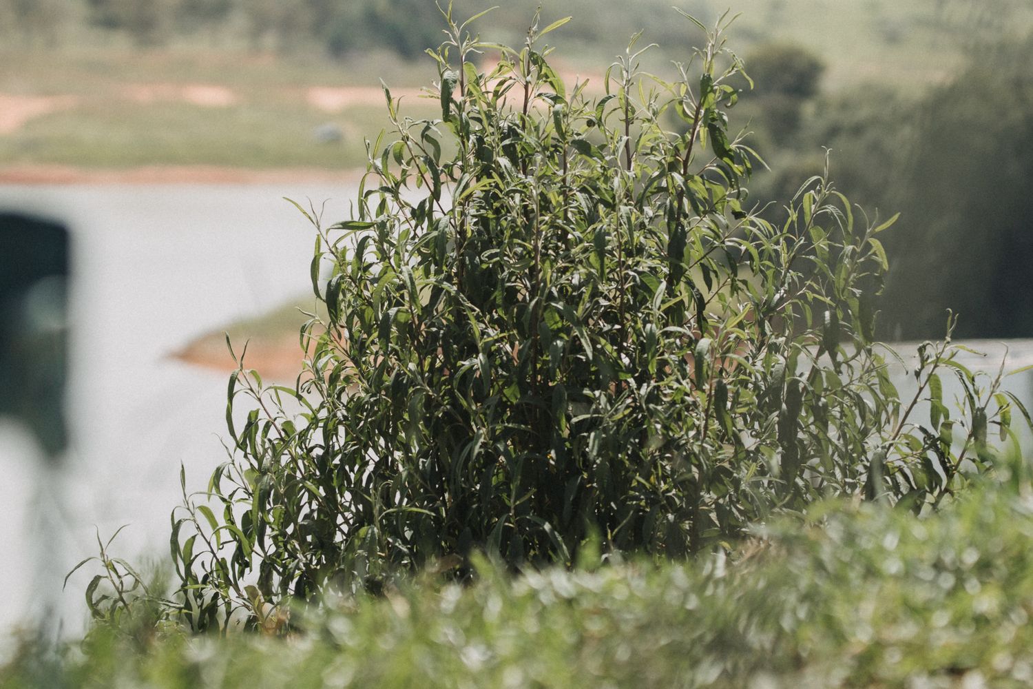Bush Photos, Download The BEST Free Bush Stock Photos & HD Images
