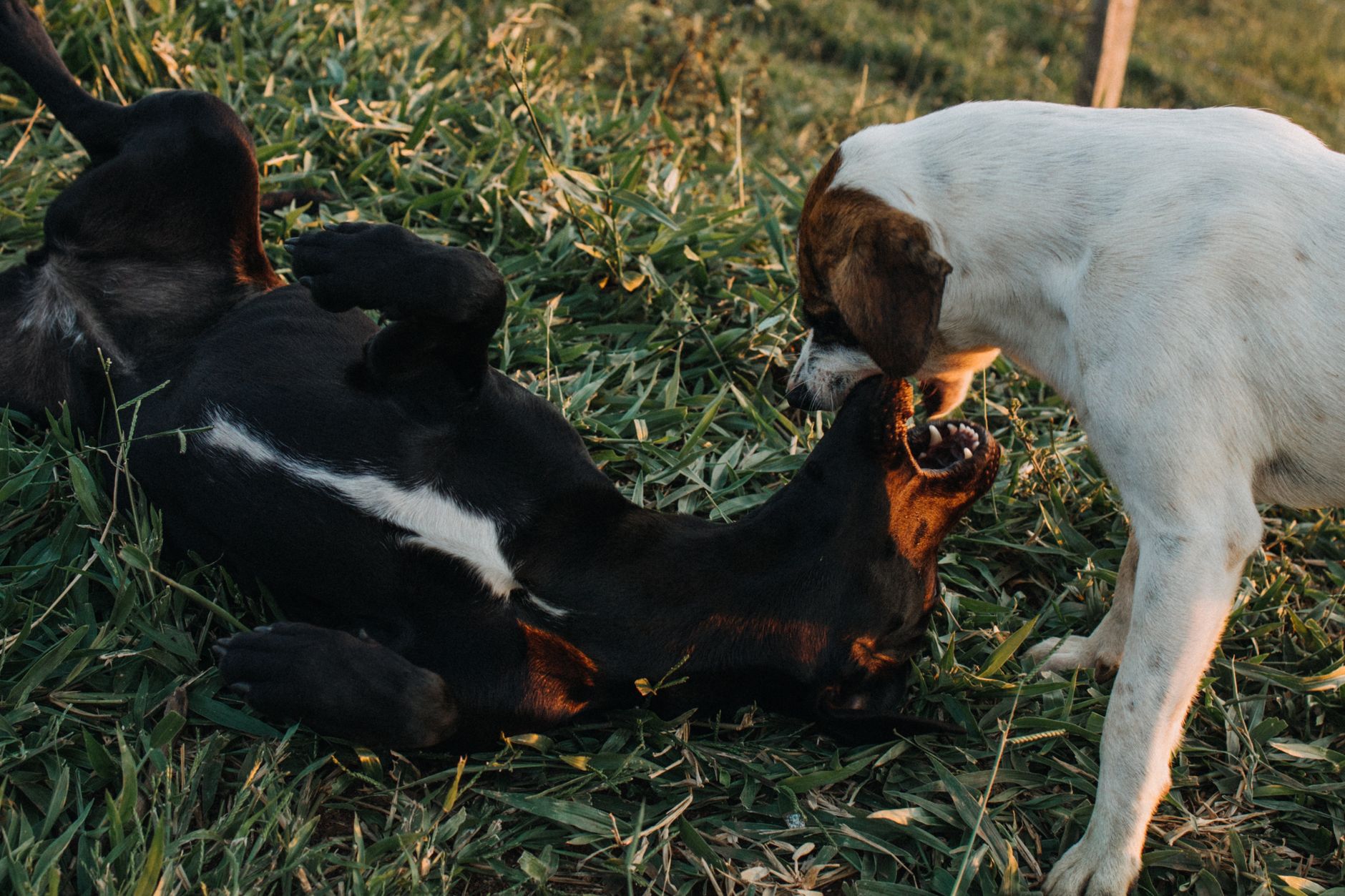 Two dogs playing in a grassy field during the day, showcasing lively and fun interactions.