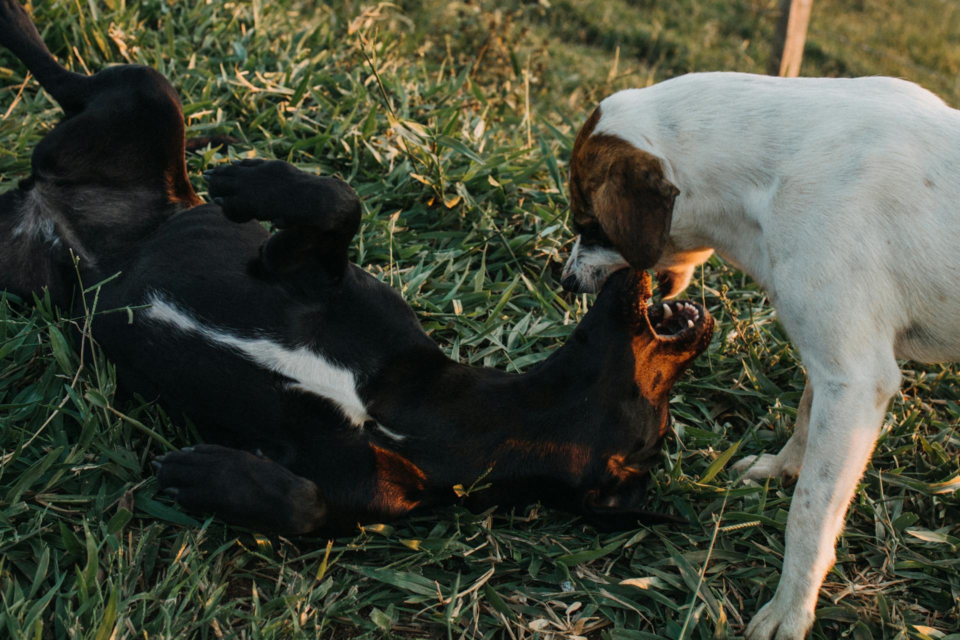 Deux chiens jouent dehors