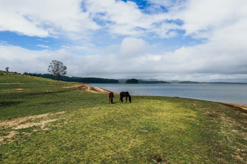 açık hava, atlar, Çiftlik hayvanları içeren Ücretsiz stok fotoğraf