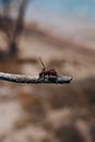 An Ant on a Twig