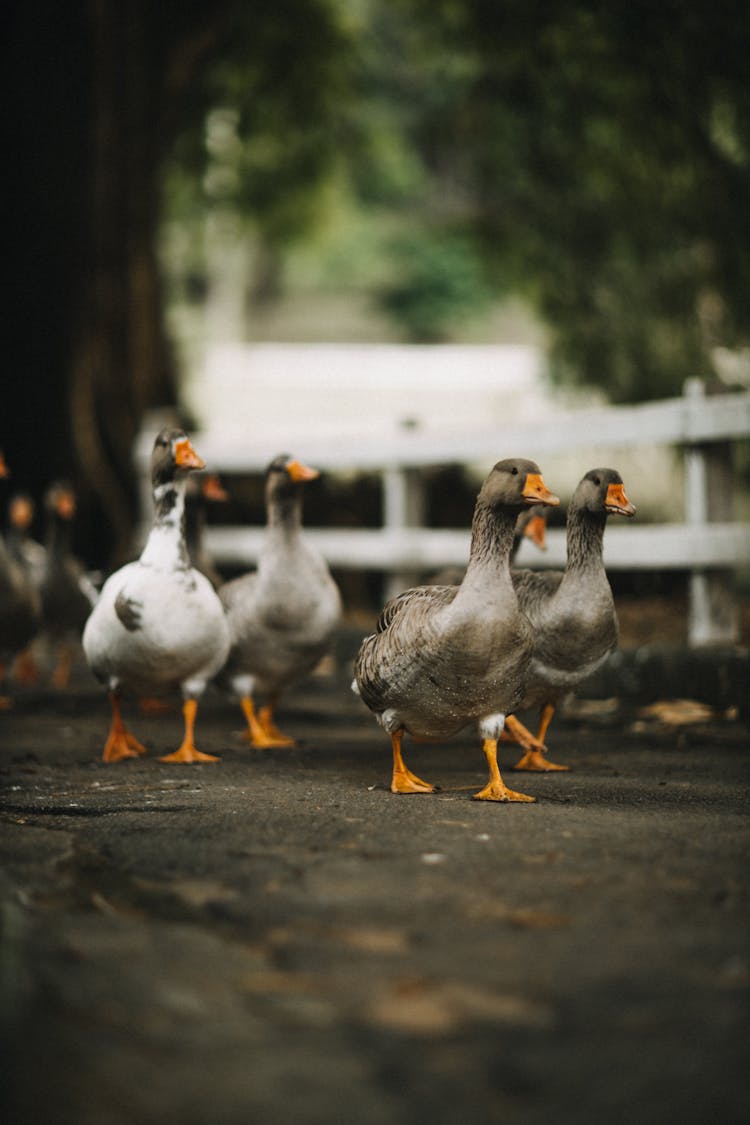 Ducks Walking Under Trees