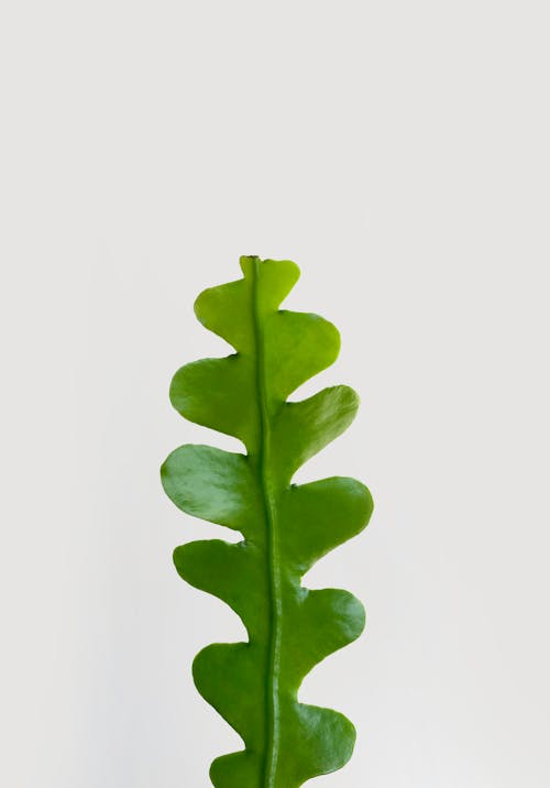 Free Green Leaf on White Background Stock Photo