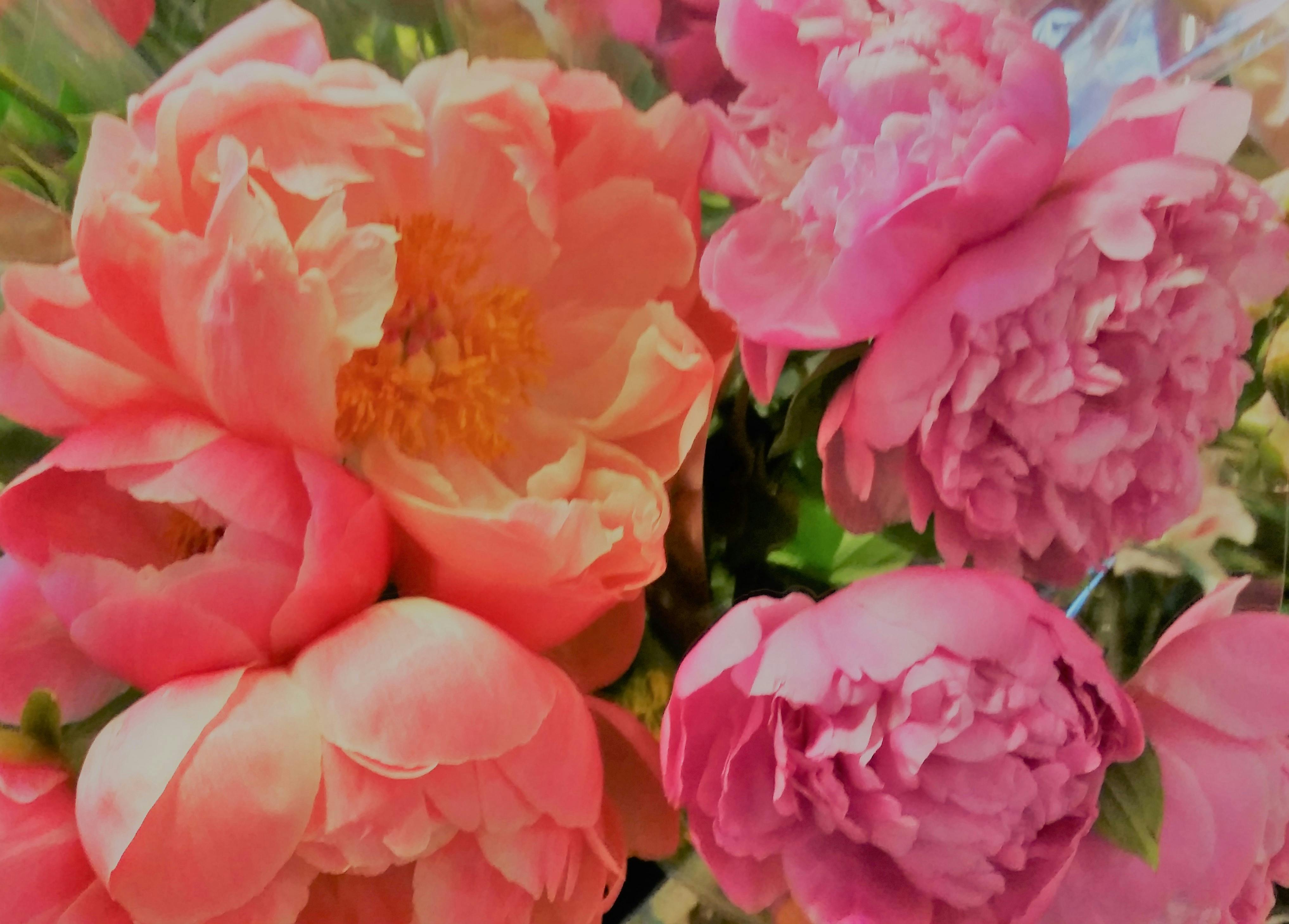 Free stock photo of #peony #spring #bloomed #pink #peach #peonies