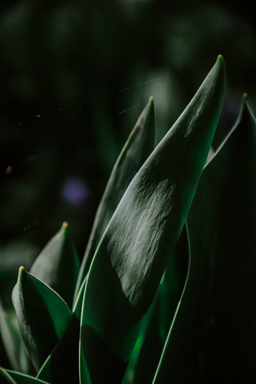 Close-Up Shot of a Green Plant