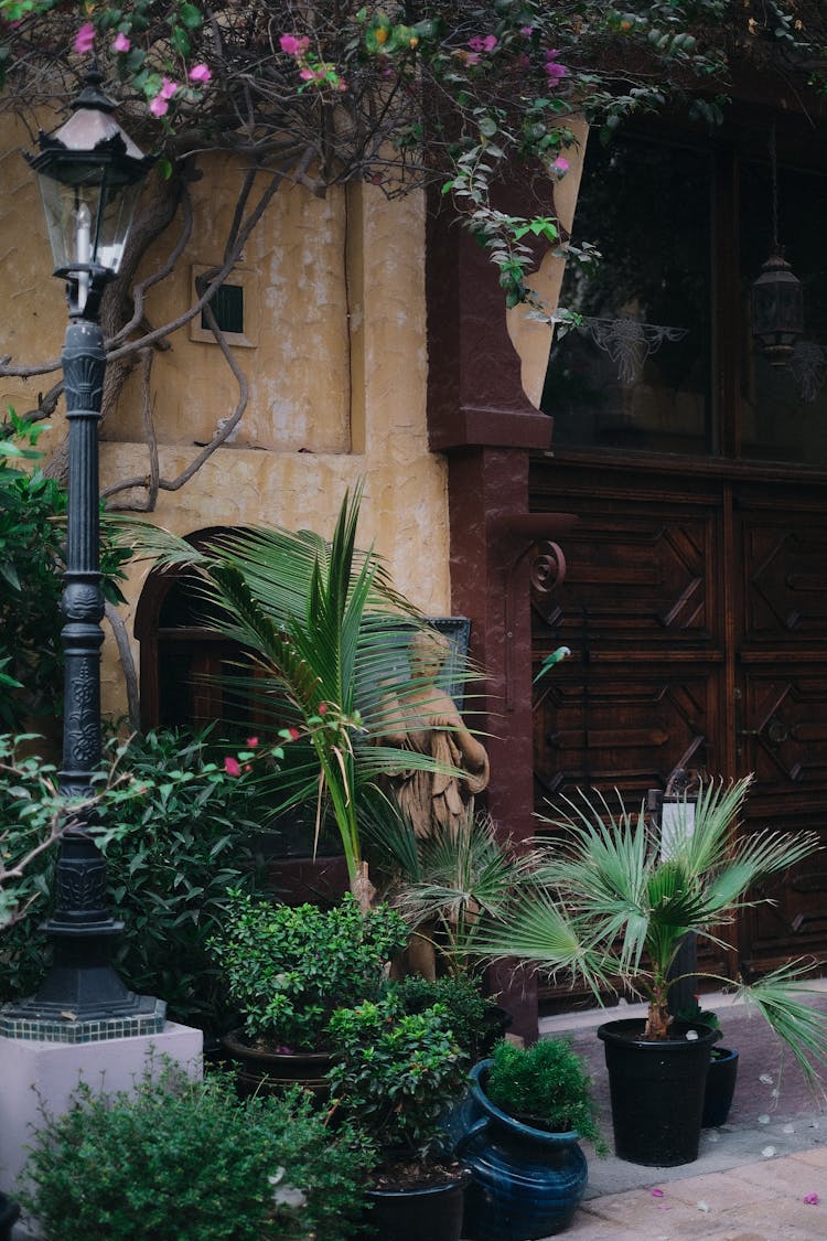 Potted Plants Outside The House