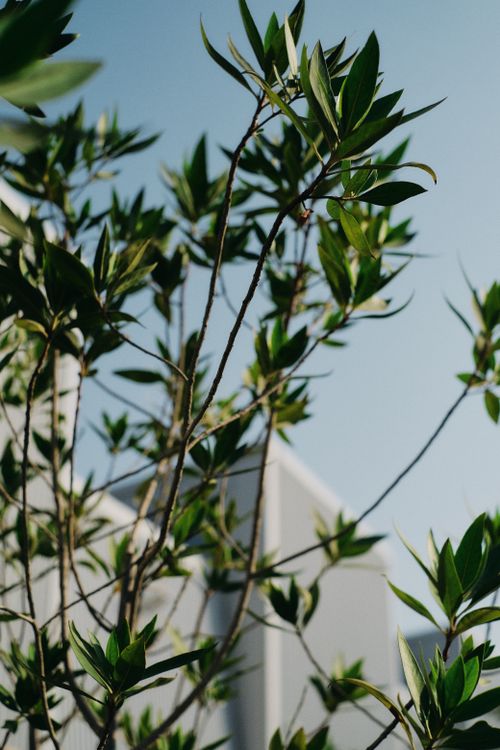 Free Close-up of lush green leaves with a soft focus backdrop of modern architecture in Dubai. Stock Photo