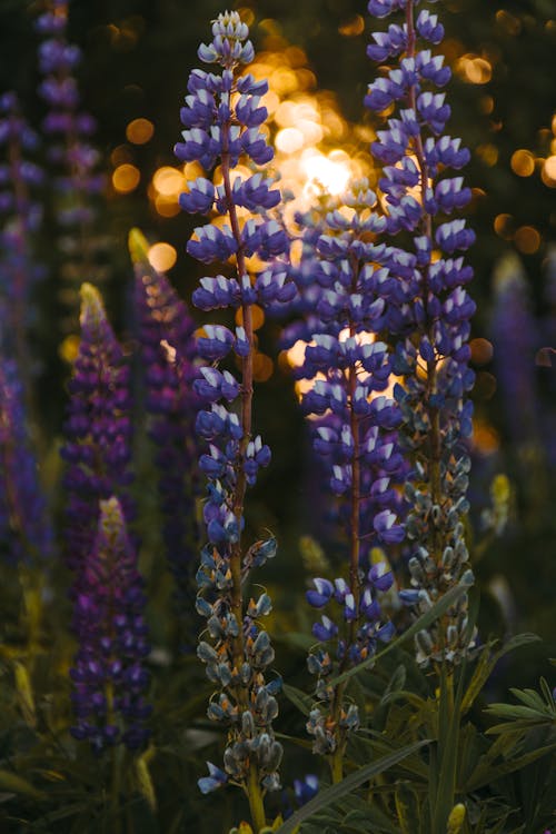 Depth of Field Photography of Grape Hyacinth