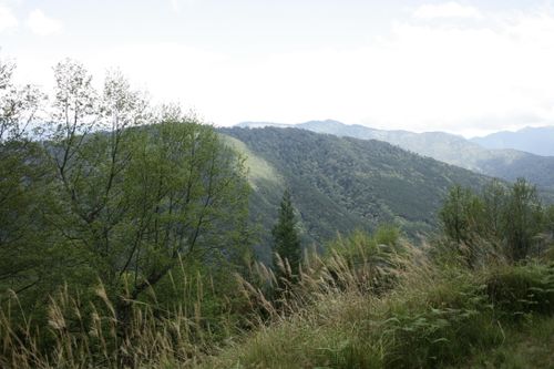 Free Lush green mountains and trees under a bright white sky, perfect for nature enthusiasts. Stock Photo