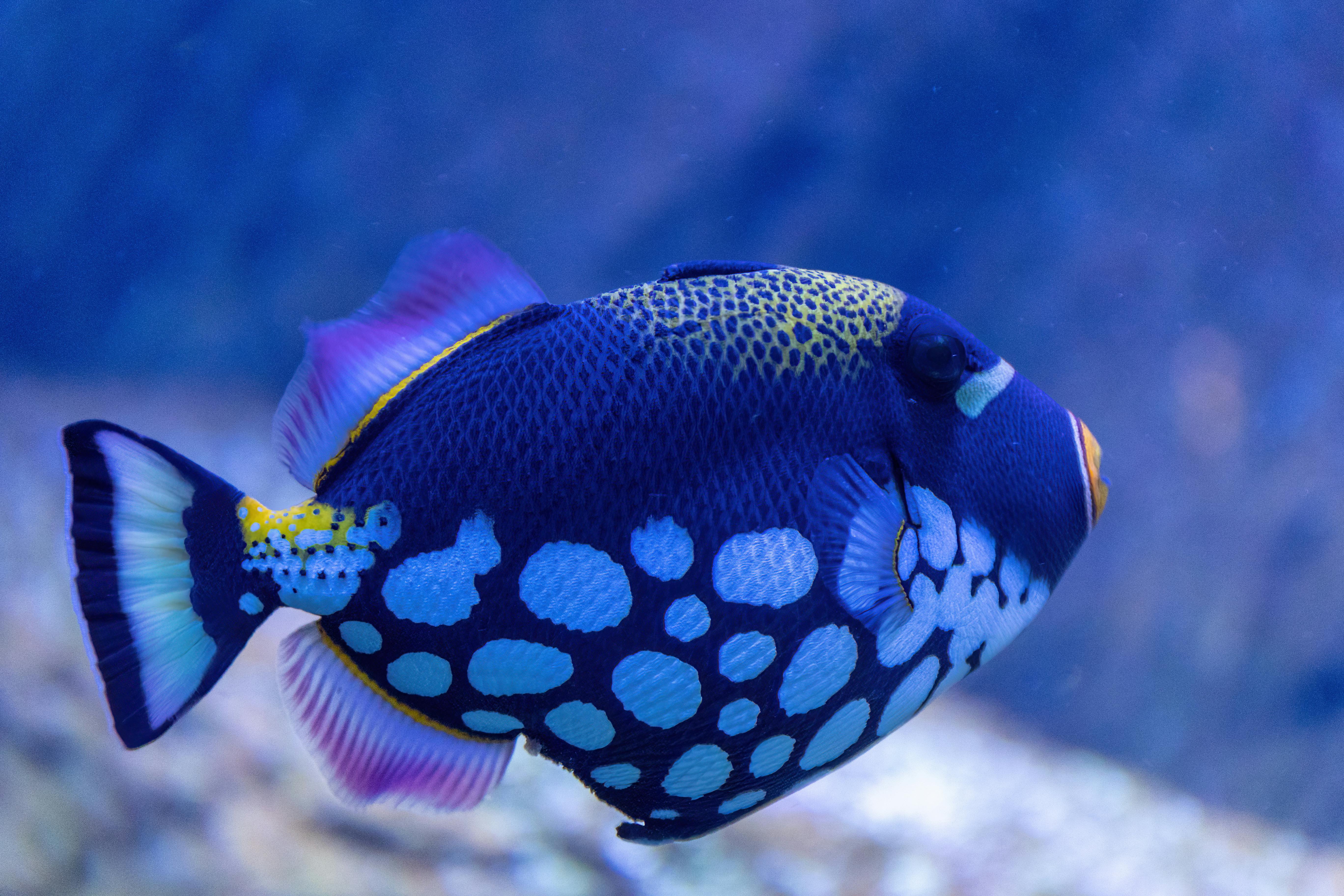 Close-up of a colorful Clown Triggerfish swimming in an aquarium.