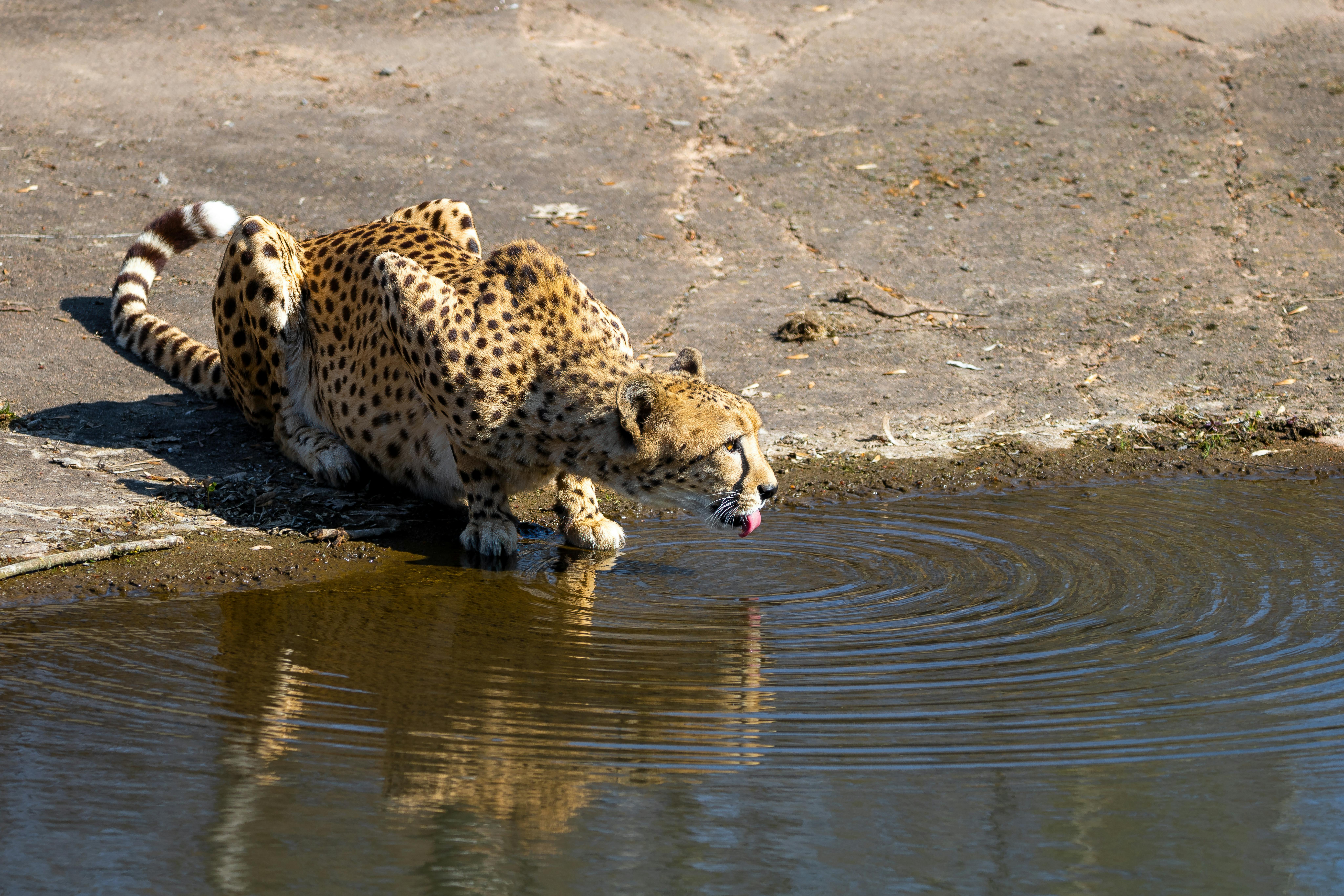 Exploring Hidden Paradise: Secret Wildlife Reserves