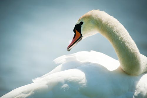 Základová fotografie zdarma na téma bílá labuť, labuť, ptačí