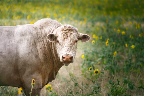 Free stock photo of bull, bull in field of sunflowers, sunflower