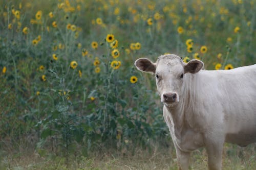 Gratis stockfoto met cowboys, koe, koe in een veld met zonnebloemen