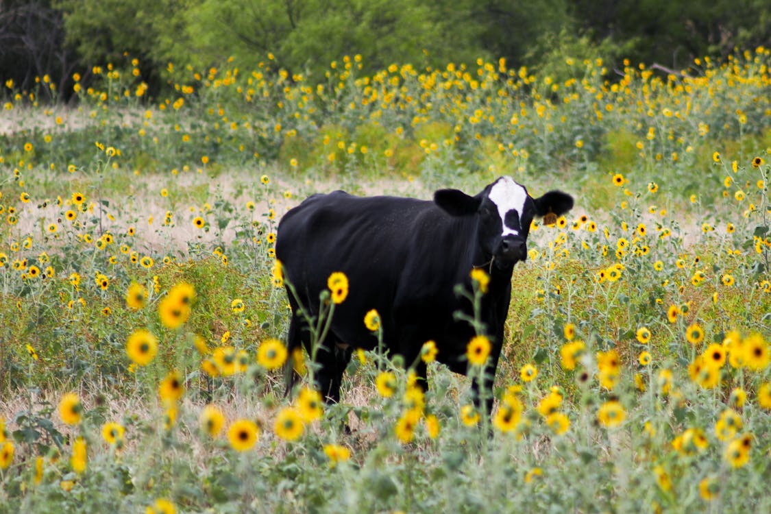 Black Cattle on Bed of Yellow Petaled Flowers