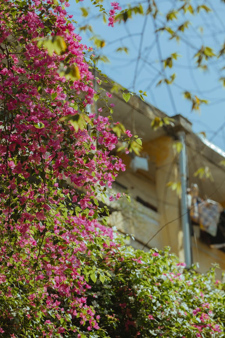 Bougainvillea Plant Outside A Building