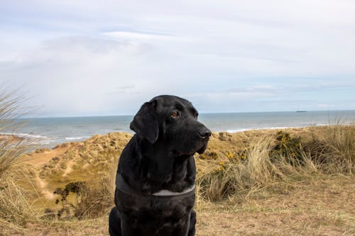 A Labrador Near the Sea