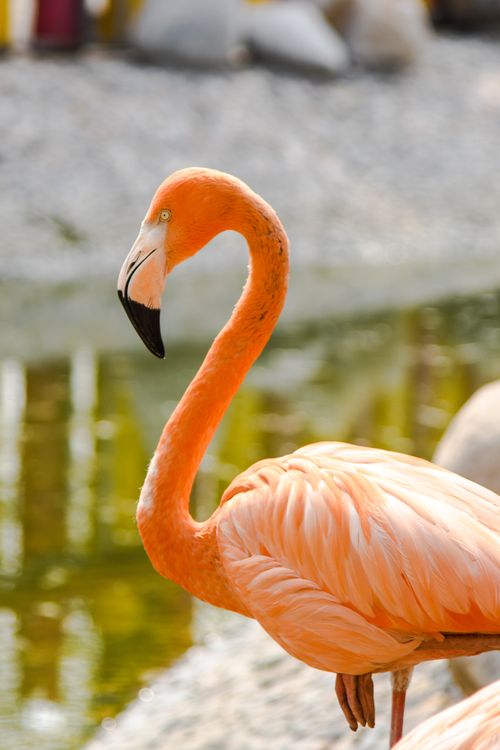 Free Close-up of a vibrant flamingo by a pond in a sunlit outdoor habitat. Stock Photo