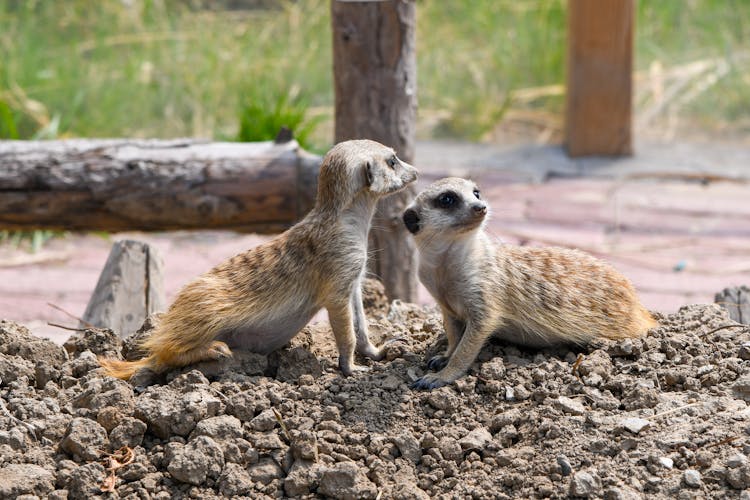 Two Meerkats In Zoo