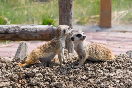 Free Two cute meerkats playing on a rocky terrain in a sunny outdoor setting. Stock Photo