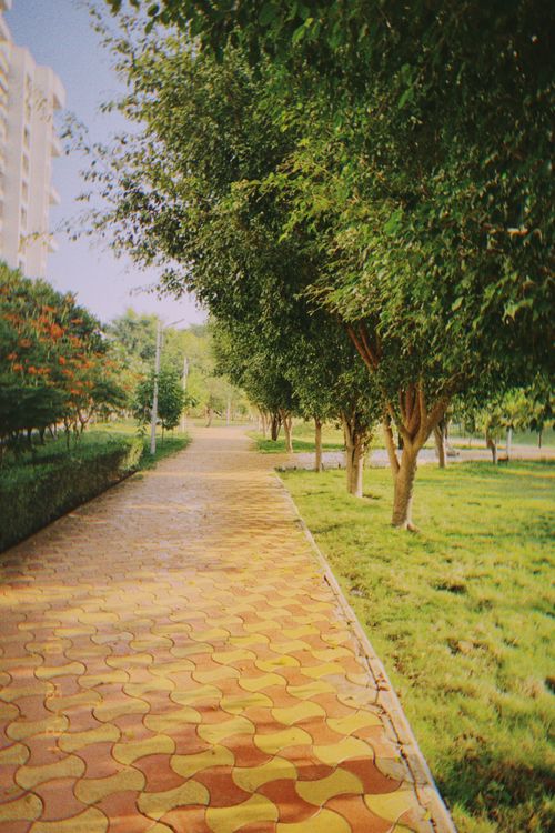 Free A vibrant park pathway lined with green trees on a sunny day, perfect for a leisurely walk. Stock Photo