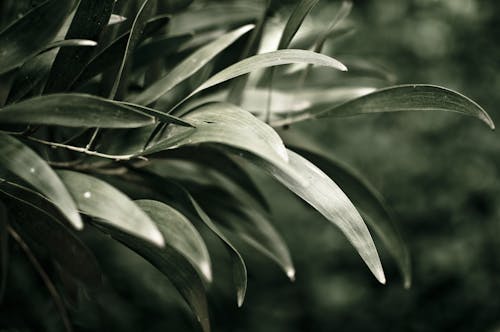 Close-up of Green Leaves 