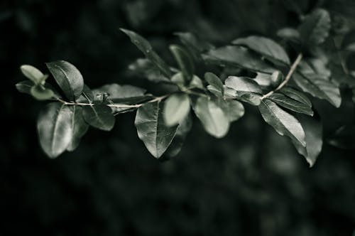 Close-Up Shot of Dark Green Leaves